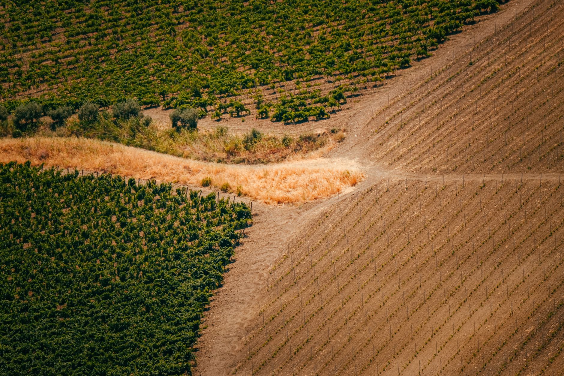 Agronegócio e comércio em Paranatinga: oportunidades para 2025